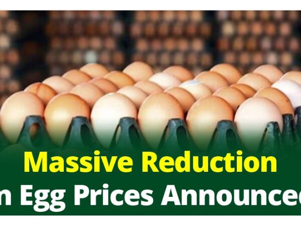 Massive Reduction in Egg Prices Announced